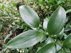 Danae racemosa