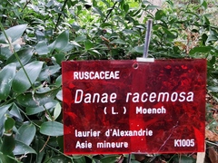 Danae racemosa