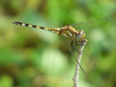 Orthetrum brachiale