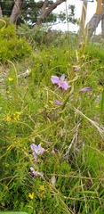 Thysanotus patersonii