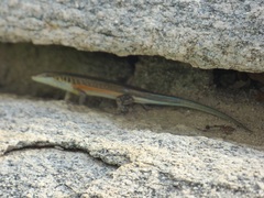 Trachylepis perrotetii