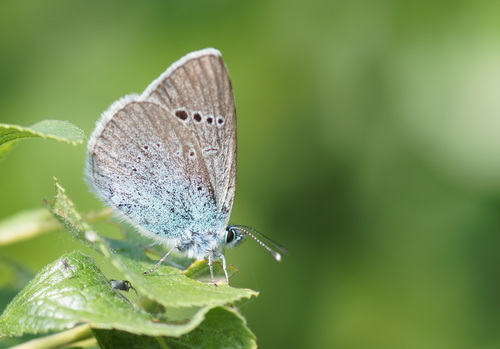 Green-underside Blue
