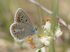 Polyommatus dorylas
