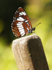 Neptis rivularis