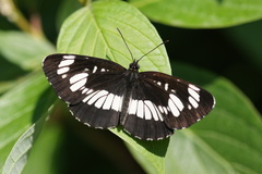 Neptis rivularis