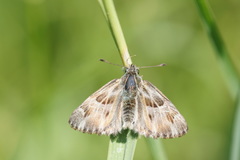 Muschampia floccifera