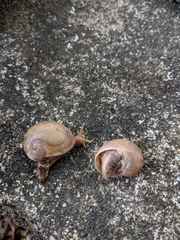 Megaustenia siamensis