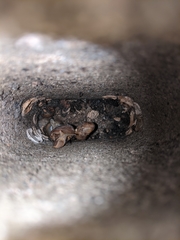 Megaustenia siamensis