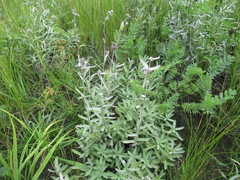 Leontopodium leontopodioides