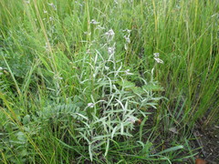Leontopodium leontopodioides