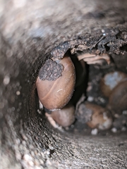 Megaustenia siamensis