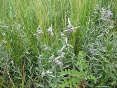 Leontopodium leontopodioides