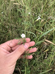 Ipomoea coptica
