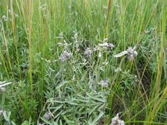 Leontopodium leontopodioides