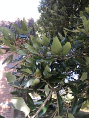Quercus ilex