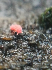 Bilobella braunerae