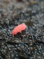 Bilobella braunerae