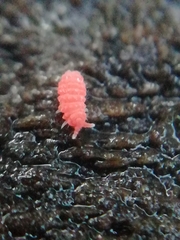 Bilobella braunerae