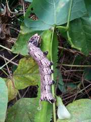 Acherontia