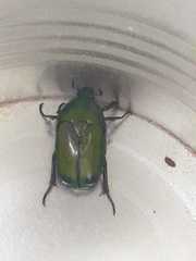 Heterorrhina elegans