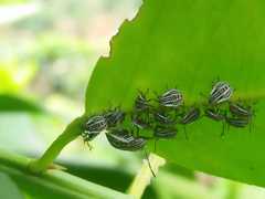 Cappaea taprobanensis