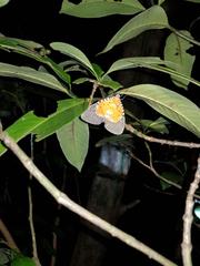 Peridrome orbicularis