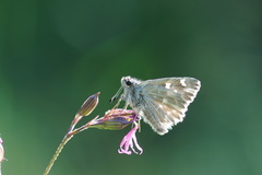 Muschampia floccifera