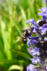 Melecta albifrons