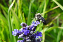Melecta albifrons