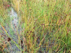 Bolboschoenus planiculmis