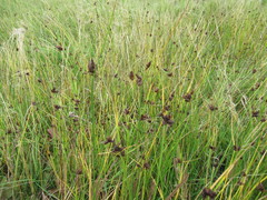 Bolboschoenus planiculmis