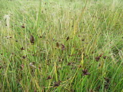 Bolboschoenus planiculmis