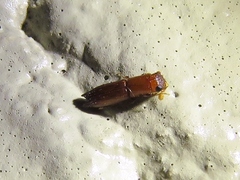 Euplatypus compositus