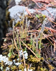 Cladonia cornuta cornuta