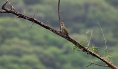 Picus xanthopygaeus