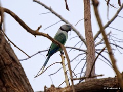 Psittacula columboides