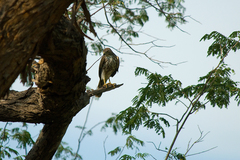 Accipiter virgatus