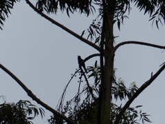 Cuculus clamosus clamosus