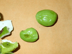 Parkia speciosa