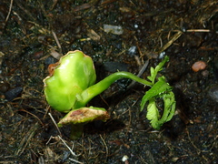 Parkia speciosa