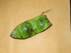 Parkia speciosa