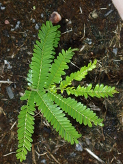 Parkia speciosa