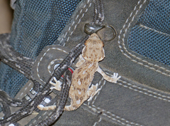 Tarentola chazaliae