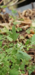 Chenopodium ucrainicum