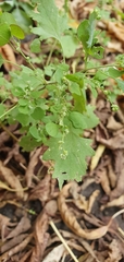 Chenopodium ucrainicum