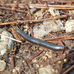 Archispirostreptus syriacus