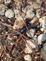 Archispirostreptus syriacus