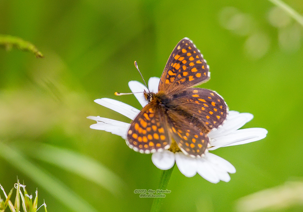 Melitaea from Шемуршинский р-н, Чувашская Респ., Россия on June 16 ...