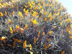 Anarthrophyllum elegans