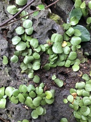 Lemmaphyllum microphyllum